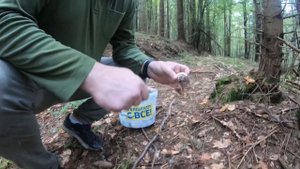 Грибний ?скарб??#карпати #гори #ліс #грибалка #грибники #грибочки #грибы #лес #білігриби