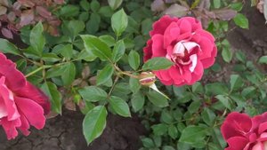МИСТИК РАФФЛЗ (Mystique Ruffles), Interplant Нидерланды, 2004 г. Флорибунда (Floribunda)