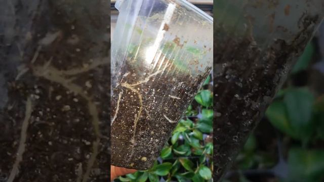 дипладения укоренилась смотреть онлайн