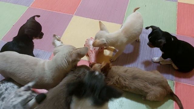 чихуахуа - хищник Матрёша грызёт огромную кость питомник чихуахуа Кастропуло Крым ясли смотреть онлайн