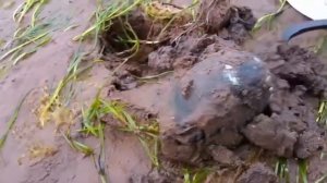 Primitive Technology - Survival Skills : fishing, octopus & snail.