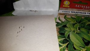 ✔?Посев СТЕВИИ!/ЗАМЕНИТЕЛЬ САХАРА!/В 300 раз слаще сахара!