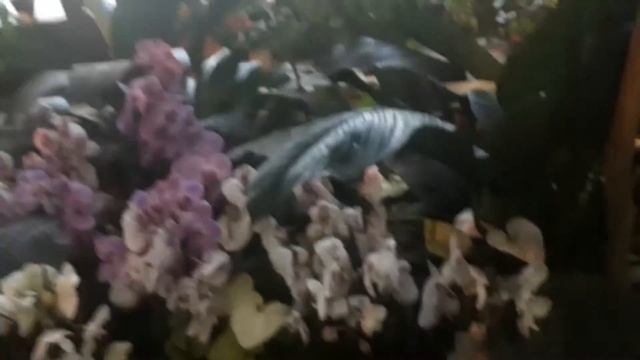 Оазис цветов! Царство орхидей!?☀️☔❄ смотреть онлайн