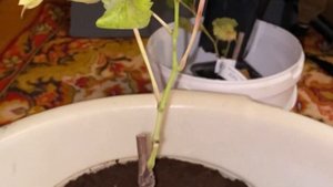 Начинающий виноградарь. Первые саженцы винограда. Мой выбор.  Осеняя посадка в горшок под весну.