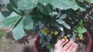 Арбутус или земляничное дерево