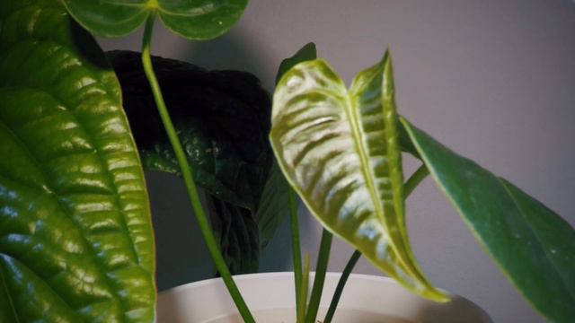 Aroid Time-lapse | Ep.29 Anthurium Veitchii Unfurled New Leaf | 15 Days смотреть онлайн