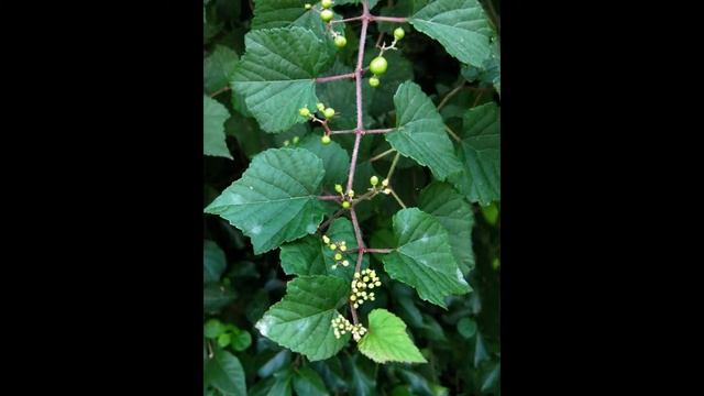 ВИНОГРАДОВНИК /AMPELOPSIS( растения/plants)( HD slide show)! смотреть онлайн