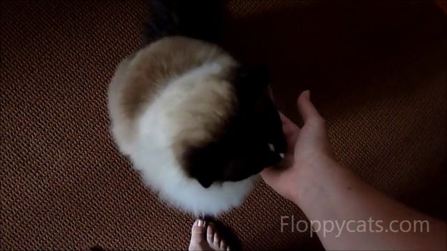 Do Ragdoll Cats Shed? - ねこ - ラグドール - Floppycats смотреть онлайн