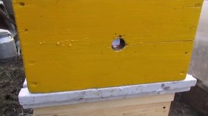 замена старой матки в семье пчел, на молодую, без предварительного отсадки, старой плодной матки