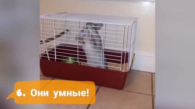 10 причин купить домашнего кролика! Декоративные кролики видео. Смешные животные