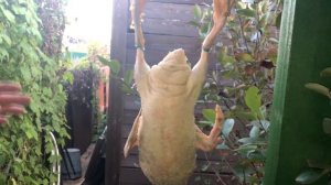 ВЕС ТУШКИ УТКИ И ИНДОУТКИ | ЕСТЬ ЛИ РАЗНИЦА?!