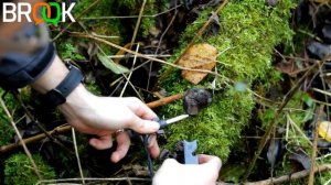 Tinder Fungus - Daldinia Concentrica