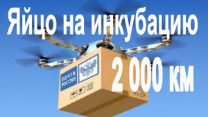 Инкубационное яйцо Почтой России за 2 000 км // Перепелки - перезагрузка