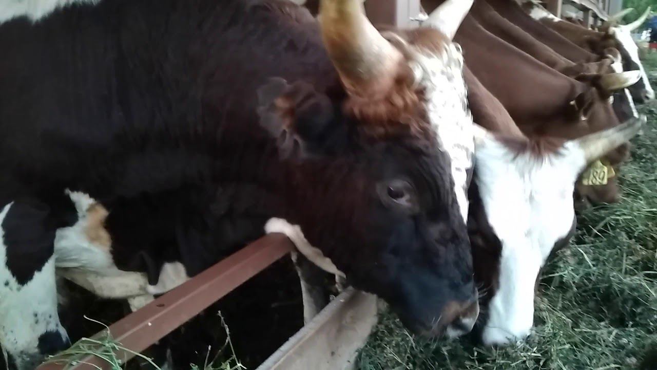 Купить Семя Быка В Барнауле