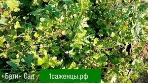 Крыжовник Самурай
