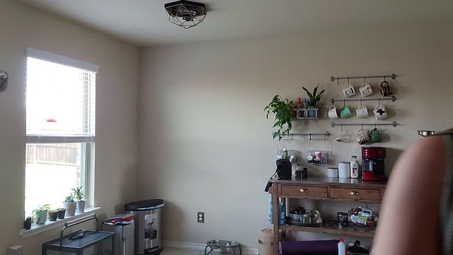 БРОНЕНОСЕЦ - СИМВОЛ ТЕХАСА | ПРОГУЛКА ПО ЛЕСУ смотреть онлайн