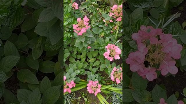 Самарская Лидия,Скайфол,Ванилла фрайз и другие гортензии меняют цвет! обзор в сентябре смотреть онлайн