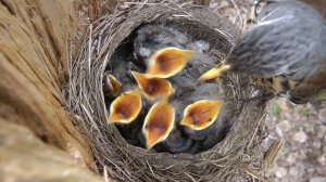 Птенцы дрозда рябинника в гнезде, Chicks of fieldfare in nest