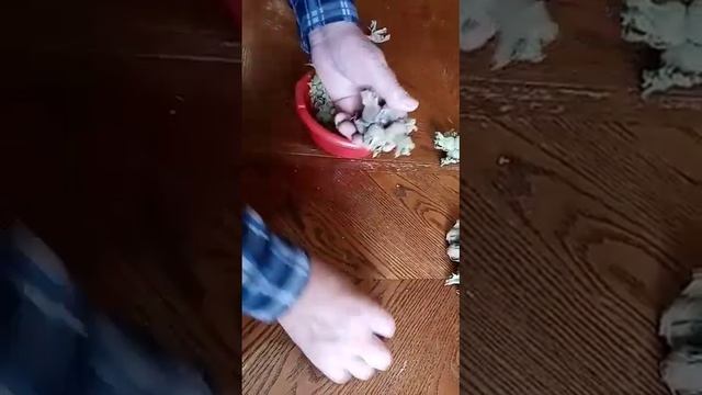 ФУНДУК ГИГАНТ ОЧЕНЬ УРОЖАЙНЫЙ И ВКУСНЫЙ ДО 10 ОРЕШКОВ В ОДНОЙ КИСТИ смотреть онлайн