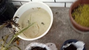 Наш пруд. Как сделать пруд на своем участке.