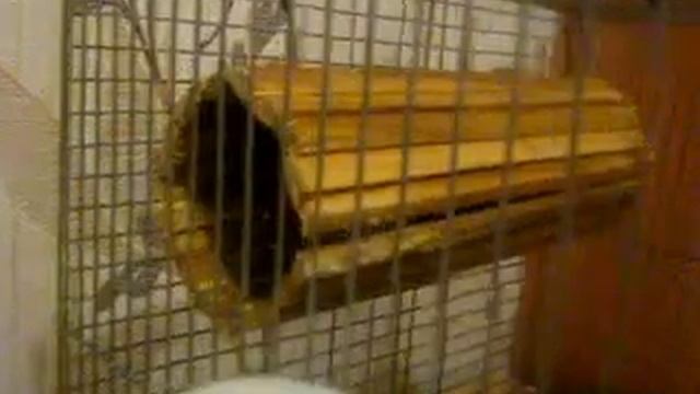 ЧТО ПОСТРОИЛИ ПЕСЧАНКИ  МЫШИ ПЕСЧАНКИ ПЕСЧАНКА  ДОМАШНИЕ ПЕСЧАНКИ @vredinalife