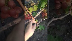 Виноград Красная  Планета. Воронеж.