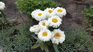 Ромашка Маракун или Майкерун . Macaroon  . Нивянники .