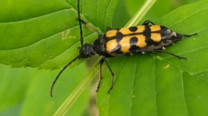 Жук усач Лептура четырехполосая! 2020 07 15