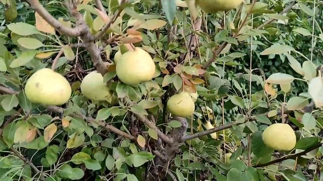 Обзор сортов груш. Часть 2. смотреть онлайн