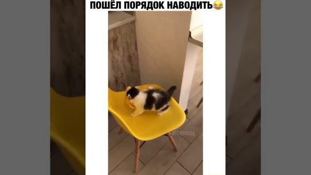 Пошел порядок наводить / Маленький Помощник