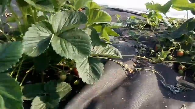 Клубника сорт Фестивальная смотреть онлайн