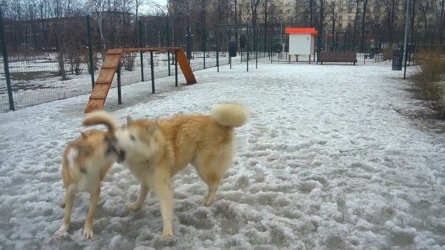 Собачий вальс или Когда собаки танцуют
