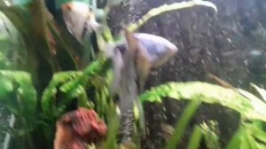 Аквариум 250 литров с цихлидами