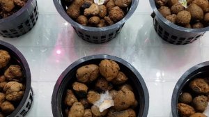 Клубника на гидропонике и земле 1 часть
