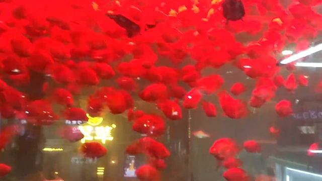 Нереально красиво. Красные рыбки? плавают вместе с черепахами в аквариуме. смотреть онлайн