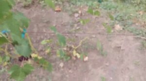 Цитадель (333) новая форма селекции Щереденкова.