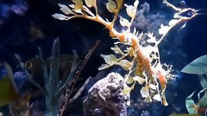 Лиственный морской дракон, или Морской пегас (Phycodurus eques)