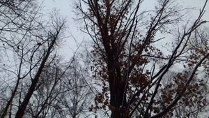Охота на куницу с РЕЛ . Натаска .