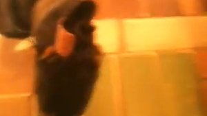 Собаки Таксы ругаются лают