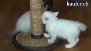 Ragdoll seal und cream colourpoint Kitten youtube original