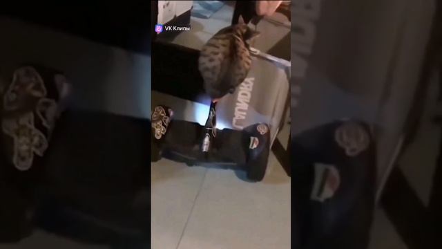 22 апреля день рождения Ленина!
И вновь начинается бой!
Крутые прикольные котики.