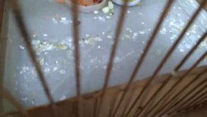 Как ухаживать за амадинами