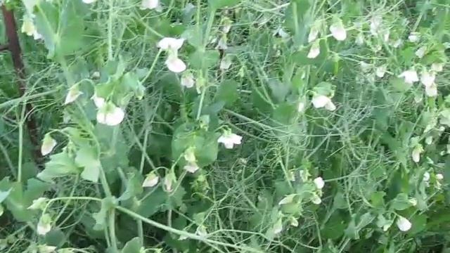 Азотные удобрения своими руками смотреть онлайн