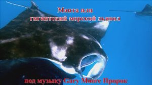 1. Манта или гигантский морской дьявол под музыку Gary Moore Пророк