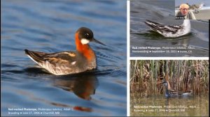 Bird Chat: Lower Hudson Valley Shorebirds: March 22, 2022