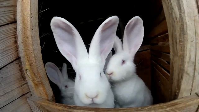 Кролики в домашних условиях смотреть онлайн