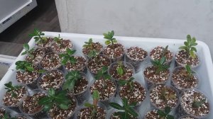 АДЕНИУМЫ. 
1.Непрошеные гости. ПАУТИННЫЙ КЛЕЩ. ПЕРВАЯ ОБРАБОТКА