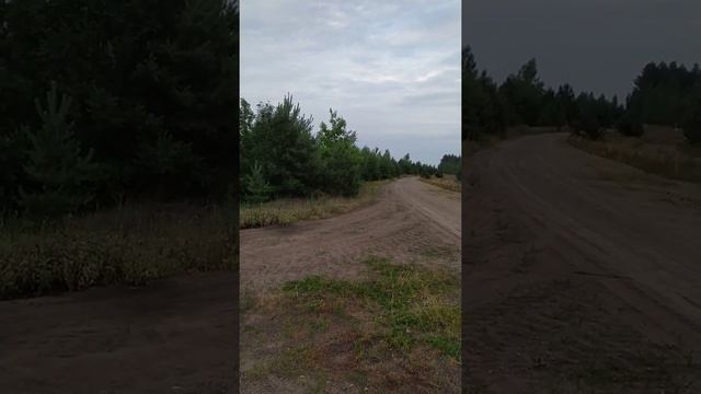 ВЫЖЛОВКА БЕЛАРУСКИЙ ГОНЧАК возраст 11 мес. и заяц. смотреть онлайн