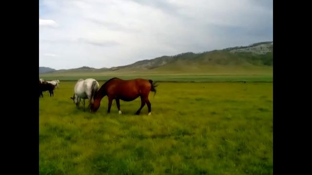 Продам лошадей. Горный Алтай. 2018 смотреть онлайн