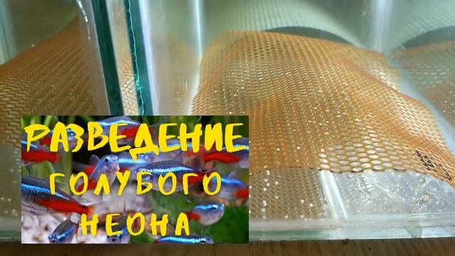 ГОЛУБОЙ НЕОН. ОПЯТЬ НЕРЕСТ смотреть онлайн